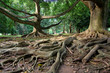 Primeval rainforest in Kandy, Sri Lanka