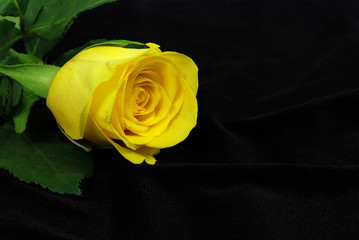 Wall Mural - Yellow rose blossom is lying on a black silk