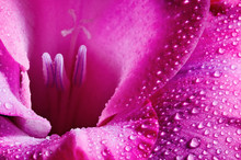 Closeup Of Pink Flower With Water Drops