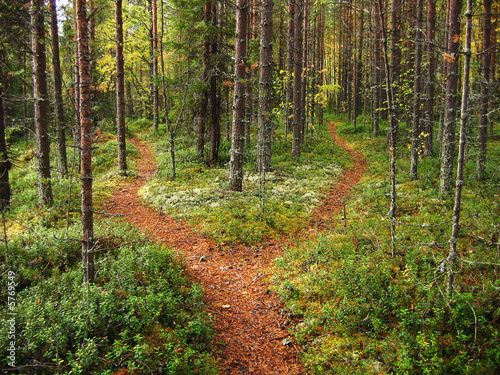 Naklejka dekoracyjna Crossroads in the forest