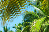 Fototapeta Na sufit - Palm leaves against blue sky