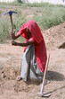 woman working in the fields, rajasthan, india