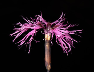 Wall Mural - Siberian wild flower Dianthus superbus flower ondark background.