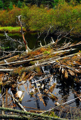 Wall Mural - Driftwood in a forest river in Algonquin provincial park, Canada