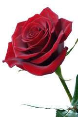 Wall Mural - dark red rose isolated on white