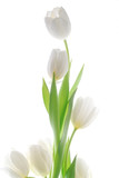 Fototapeta Dmuchawce - white tulip flowers
