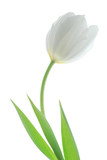 Fototapeta Tulipany - white tulip