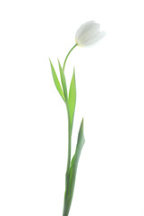 Wall Mural - white tulips against white background