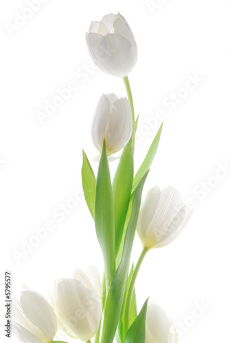 Foto-Plissee - white tulip flowers (von saied shahinkiya)