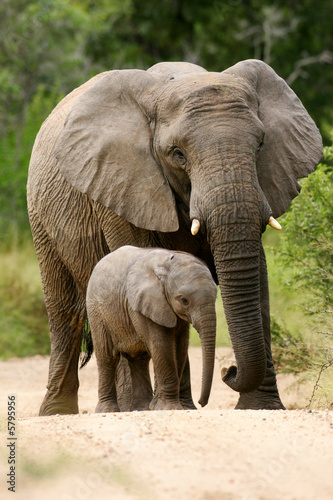 Photo  African Elephant