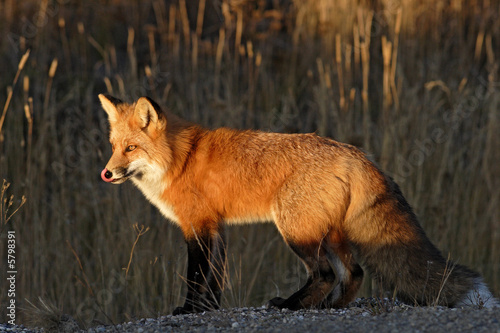 Fotomural RENARD ROUX (RED FOX) (VULPES VULPES).PRIS AU YUKON,CANADA