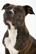 © Jan de Wild - american staffordshire terrier