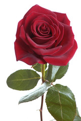 Wall Mural - dark red rose isolated on white