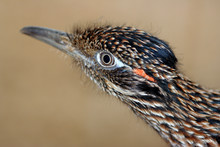 Bird Face Close-up