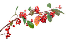Cotoneaster Branch With Berries Isolated On White