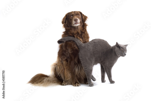 Grey British Short Haired Cat And A Brown Dog Buy This