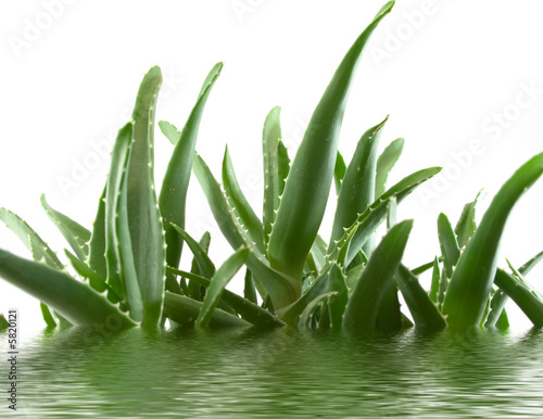 Foto-Leinwand mit Rahmen - aloe vera (von Eldin Muratovic)