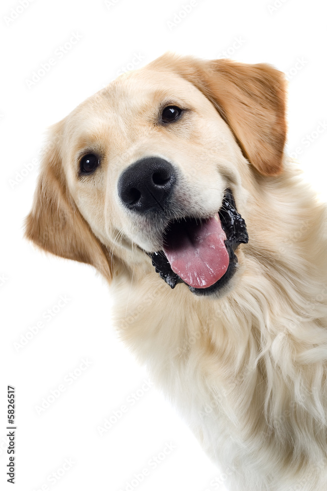 golden retriever portrait dog isolated on a white background - obrazy, fototapety, plakaty 