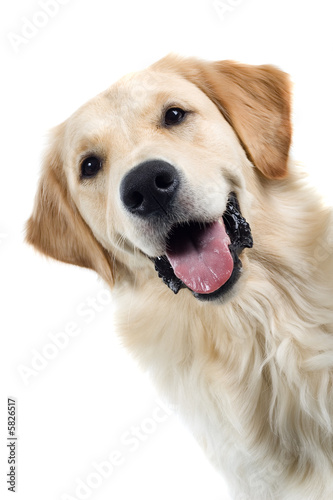 Fotomural golden retriever portrait dog isolated on a white background