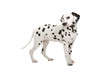 dalmatian puppy  isolated on a white background