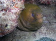 Muräne - Tropische Unterwasserwelt
