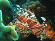 Rotfeuerfisch - Tropische Unterwasserwelt