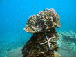 Tropische Unterwasserwelt Korallen-Riff
