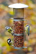 Two Blue Tits and one Willow Tit on a bird feeder