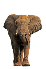 Obraz na płótnie słoń afryka republika południowej afryki