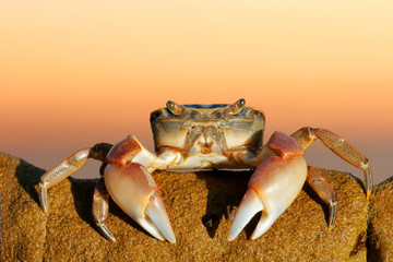 Poster - Common shore crab