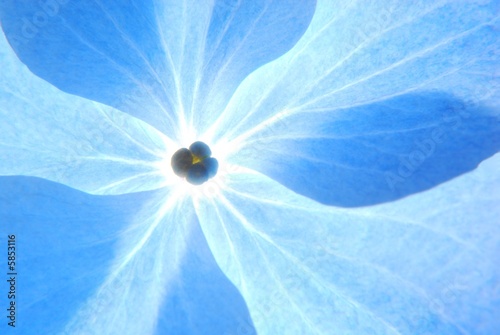 Fototapeta na wymiar Close-up of soft pastel blue hortensia flower 