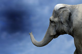 Fototapeta Sawanna - elephant