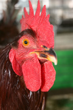 Close-up Of Rhode Island Red Rooster