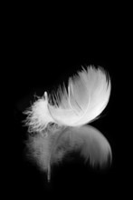 White Feather With Reflection On Black Background