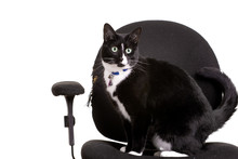 Black And White Cat Caught Sitting On Shredded Office Chair.