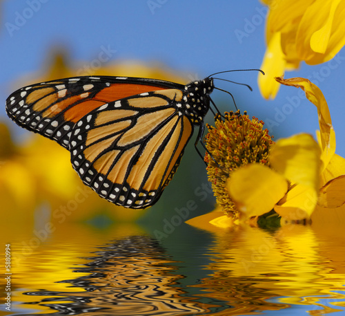 Foto-Fahne - Monarch butterfly (von Nikola Bilic)