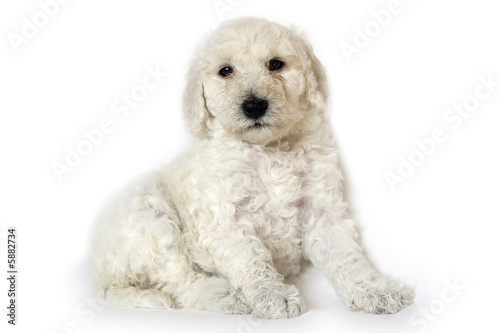 Jeune Chiot Caniche Royal Blanc Stock Photo Adobe Stock Jeune Chiot Caniche Royal Blanc Stock Photo Adobe Stock
