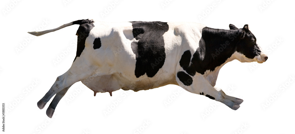 A flying cow isolated on white - obrazy, fototapety, plakaty 