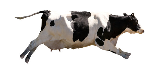 a flying cow isolated on white