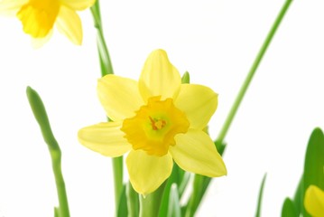 Wall Mural - Bunch of yellow spring daffodils against white background