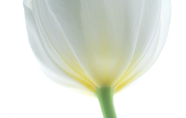 Wall Mural - close up of white tulip flower