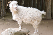 White Angora Goat With Long Hair