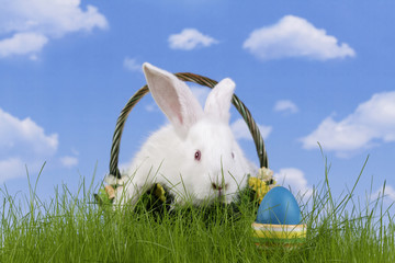 Wall Mural - Easter. The rabbit and a easter egg with a sky background