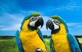 parrots in love