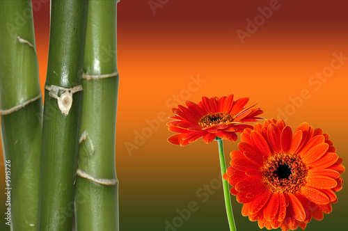 Foto-Doppelrollo - Wellness Blüten Bambus (von sonne_fleckl)