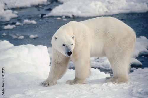 Fotomural Large male polar bear on the shore of Hudson's Bay.