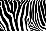 Fototapeta Zebra - vector - zebra texture Black and White