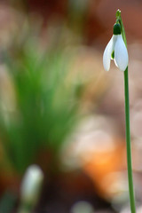 Schneeglöckchen