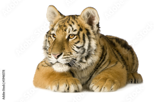 Foto-Leinwand ohne Rahmen - Tiger cub (5 months) (von Eric Isselée)