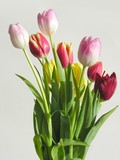 Fototapeta Tulipany - posy of spring tulips